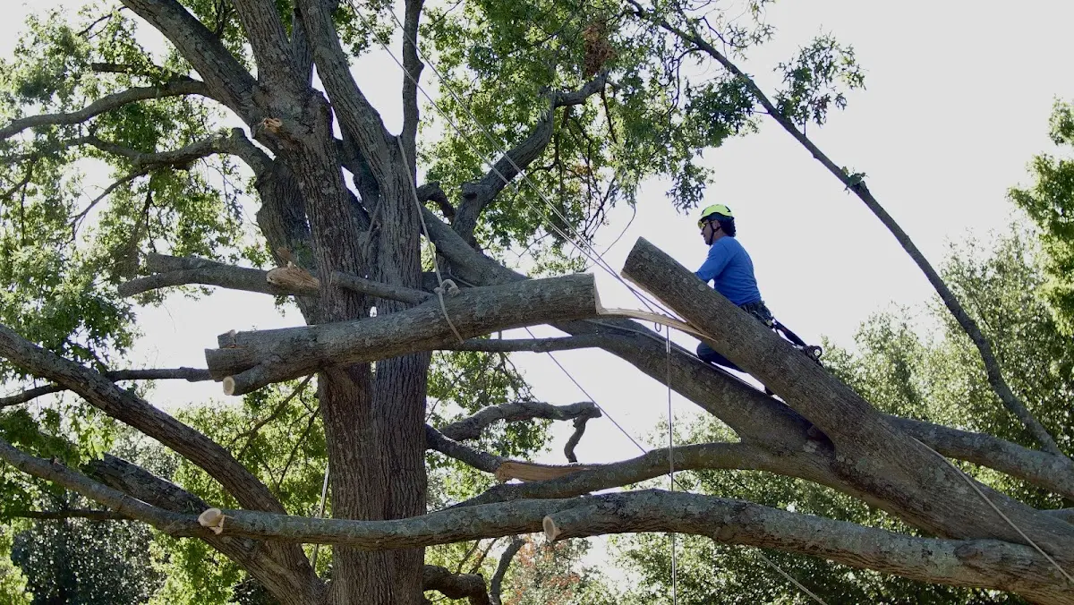 Professional Crown Thinning performed by certified arborists in Lamona