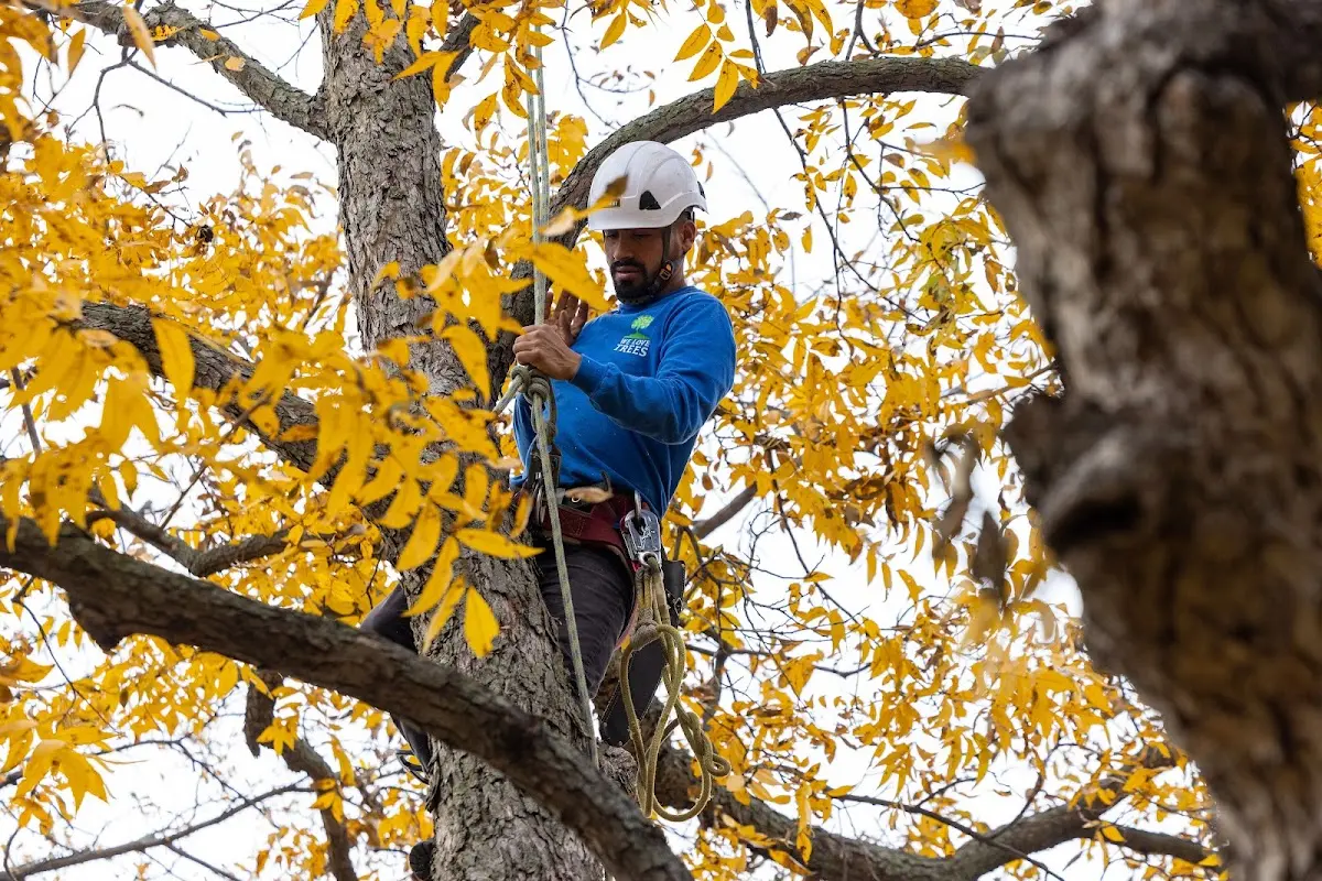 Skilled Tree Transplanting crew working in Lamona