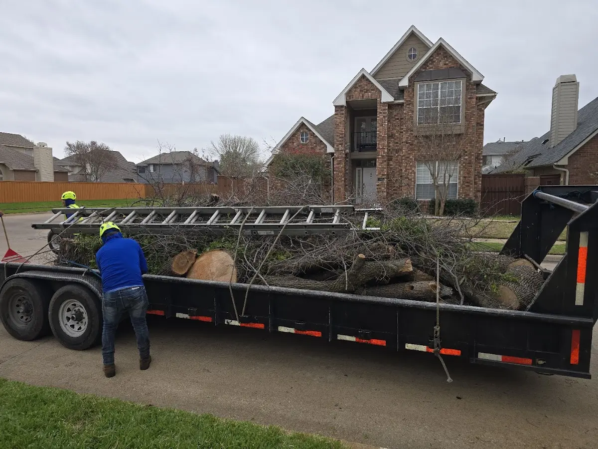 Expert Tree Removal with proper safety equipment in Lamona